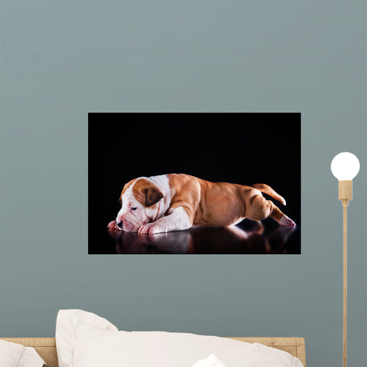 Puppy American Staffordshire Terrier Wall Mural