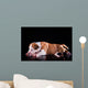 Puppy American Staffordshire Terrier Wall Mural