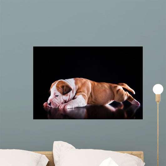 Puppy American Staffordshire Terrier Wall Mural