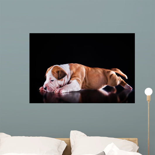 Puppy American Staffordshire Terrier Wall Mural