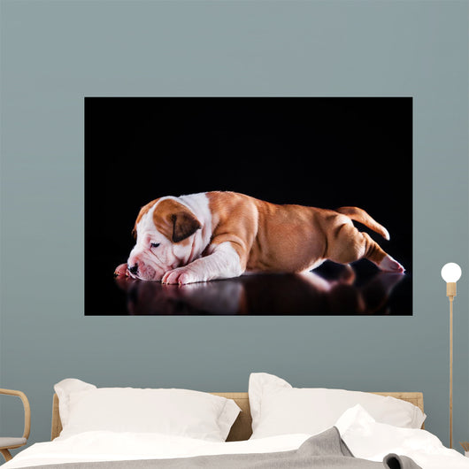 Puppy American Staffordshire Terrier Wall Mural