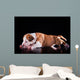 Puppy American Staffordshire Terrier Wall Mural