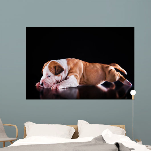 Puppy American Staffordshire Terrier Wall Mural