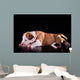 Puppy American Staffordshire Terrier Wall Mural