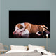 Puppy American Staffordshire Terrier Wall Mural