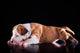 Puppy American Staffordshire Terrier Wall Mural