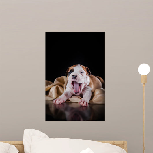 Puppy American Staffordshire Terrier Wall Mural