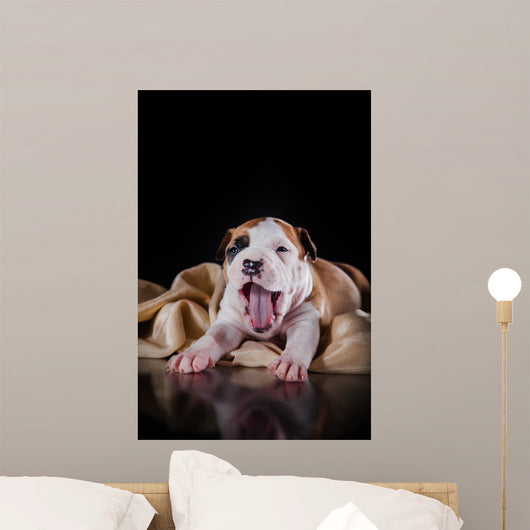 Puppy American Staffordshire Terrier Wall Mural