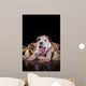 Puppy American Staffordshire Terrier Wall Mural