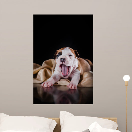 Puppy American Staffordshire Terrier Wall Mural