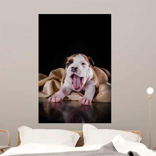 Puppy American Staffordshire Terrier Wall Mural
