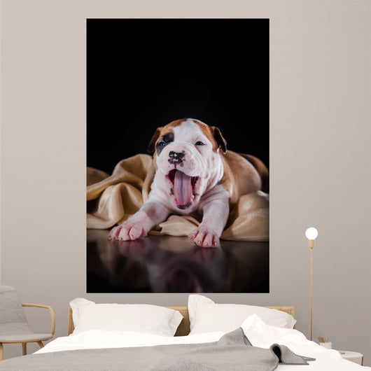 Puppy American Staffordshire Terrier Wall Mural
