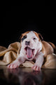 Puppy American Staffordshire Terrier Wall Mural
