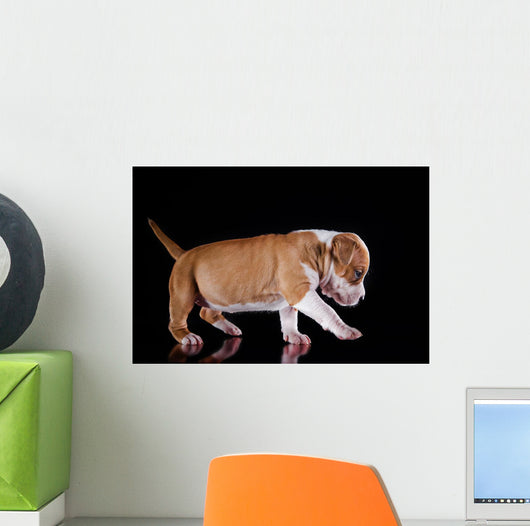 Puppy American Staffordshire Terrier Wall Mural
