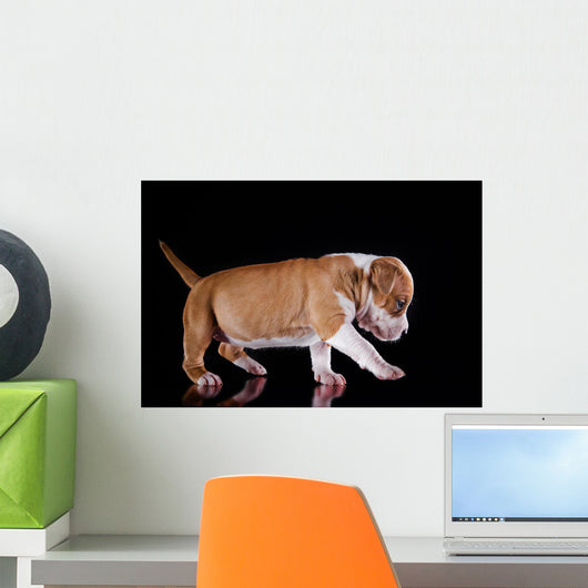 Puppy American Staffordshire Terrier Wall Mural