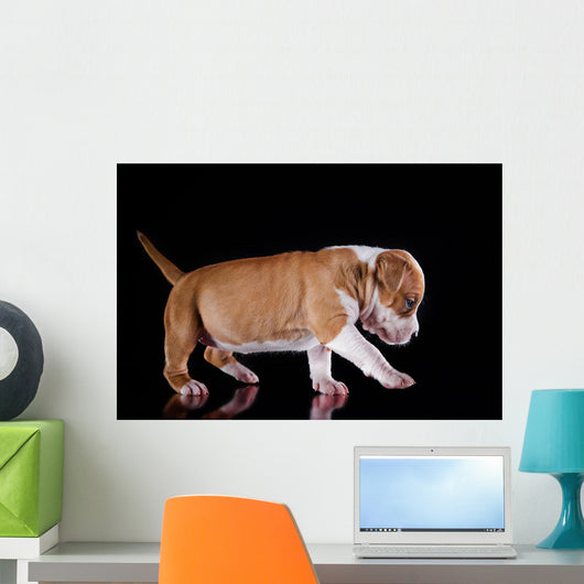 Puppy American Staffordshire Terrier Wall Mural