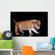Puppy American Staffordshire Terrier Wall Mural