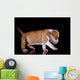 Puppy American Staffordshire Terrier Wall Mural