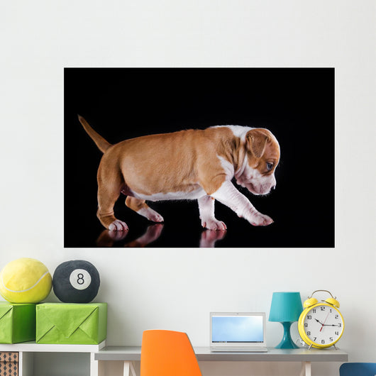 Puppy American Staffordshire Terrier Wall Mural