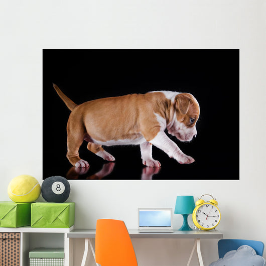 Puppy American Staffordshire Terrier Wall Mural
