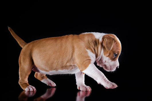 Puppy American Staffordshire Terrier Wall Mural