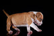 Puppy American Staffordshire Terrier Wall Mural