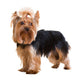 Yorkshire Terrier Wall Decal