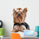 Yorkshire Terrier Wall Decal