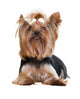 Yorkshire Terrier Wall Decal