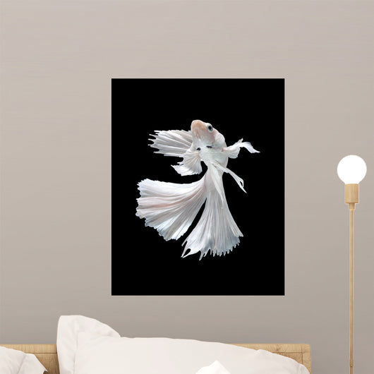 White Siamese Fighting Fish Wall Decal