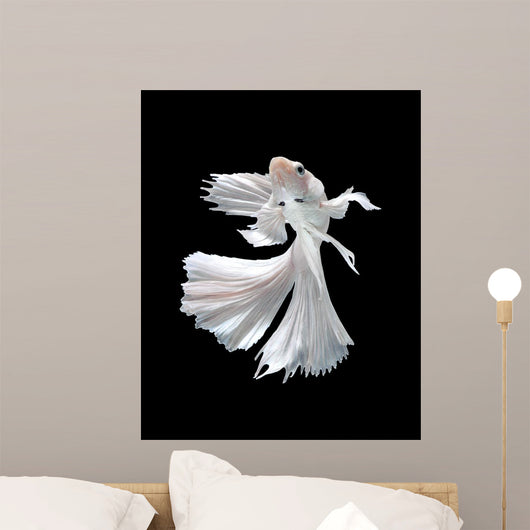 White Siamese Fighting Fish Wall Decal