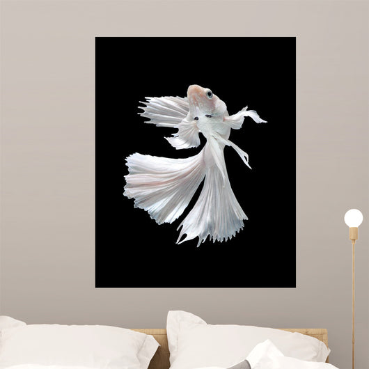 White Siamese Fighting Fish Wall Decal