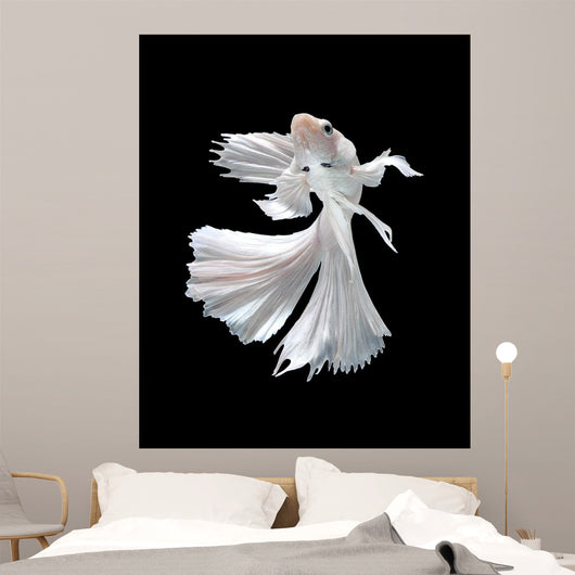 White Siamese Fighting Fish Wall Decal
