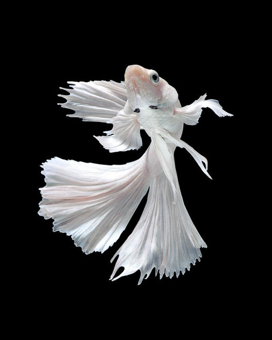 White Siamese Fighting Fish Wall Decal