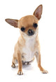 chihuahua Wall Decal