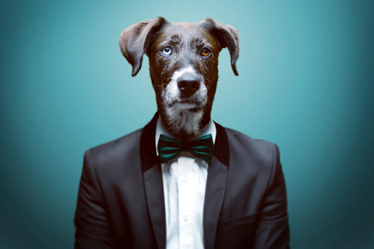 Dressy Dog Wall Decal