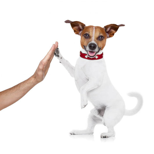 Dog and Owner Wall Decal