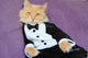Cat Wearing Tuxedo Wall Decal
