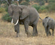 Elephants Wall Decal