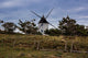 Sur Les Dunes Wall Decal