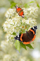Schmetterling 126 Wall Decal
