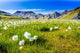 Landmannalaugar Amazing Flower Field Wall Decal