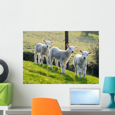 Spring Lambs Wall Decal shown on a wall