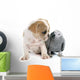Parrot and Puppy Wall Decal