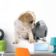 Parrot and Puppy Wall Decal