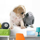 Parrot and Puppy Wall Decal