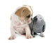 Parrot and Puppy Wall Decal