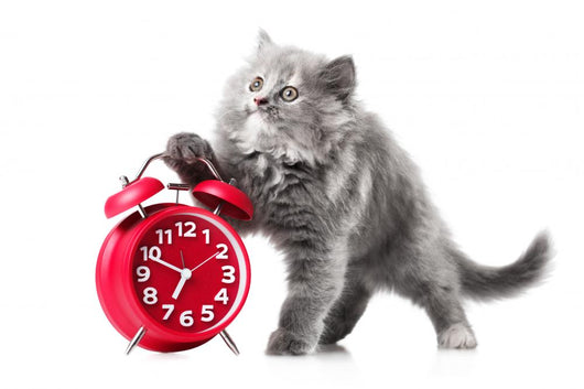 Alarmingly Adorable Kitten Wall Decal