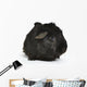 Black Guinea Pig Wall Decal