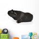 Black Guinea Pig Sniffing Wall Decal
